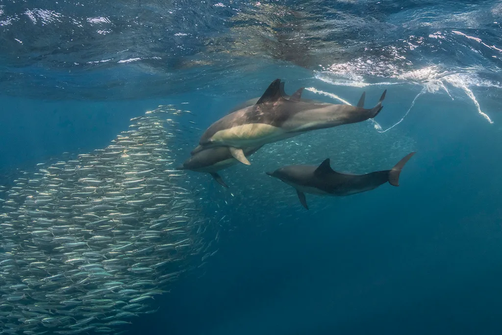 沙丁鱼 - 识别指南