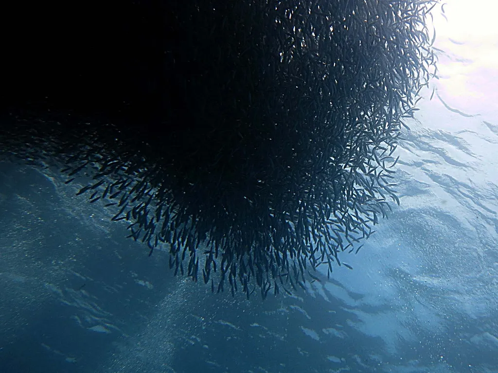 沙丁鱼 - 潜水观察笔记