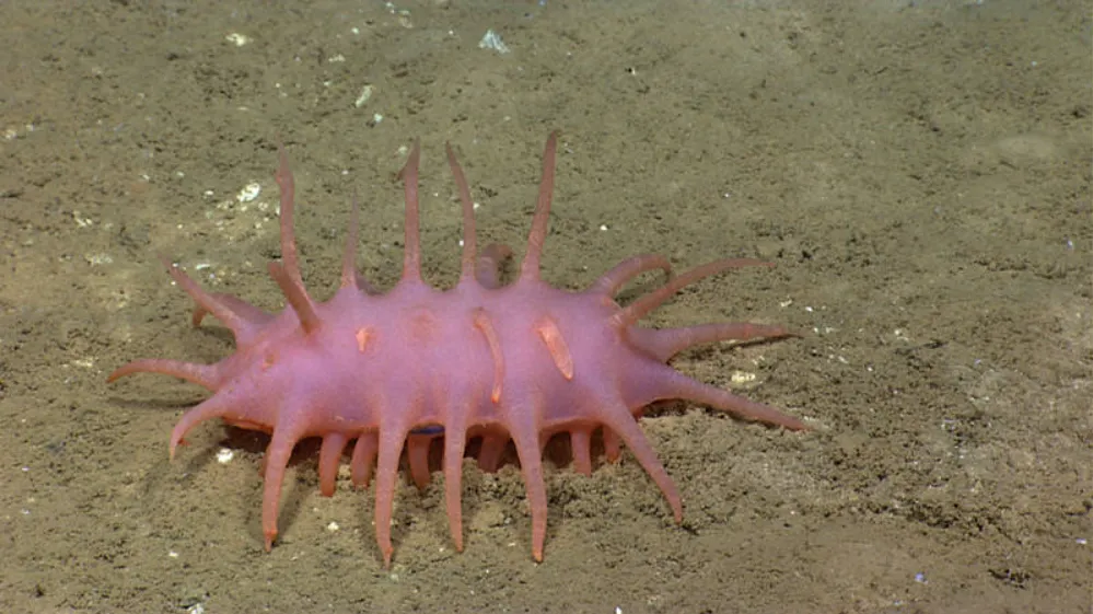 Sea Cucumber - Identification Guide