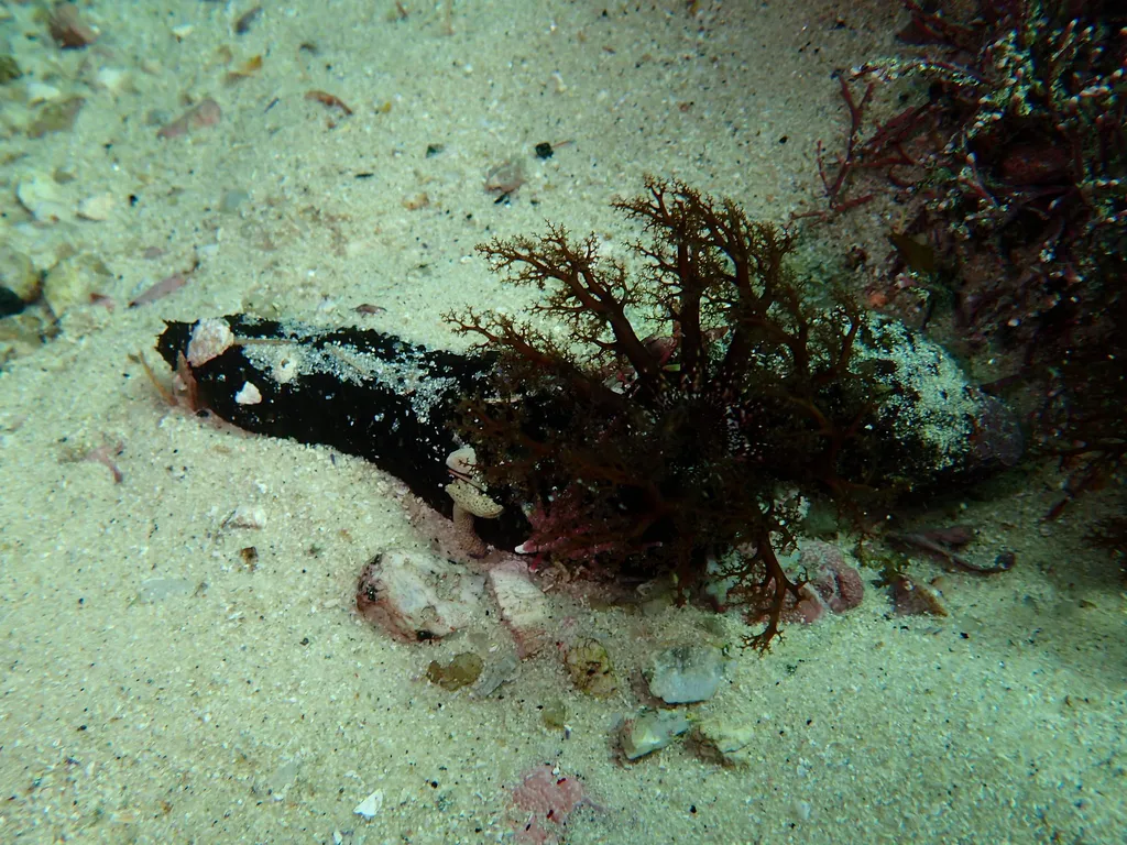 Sea Cucumber - Top 10 Fun Facts about Sea Cucumber