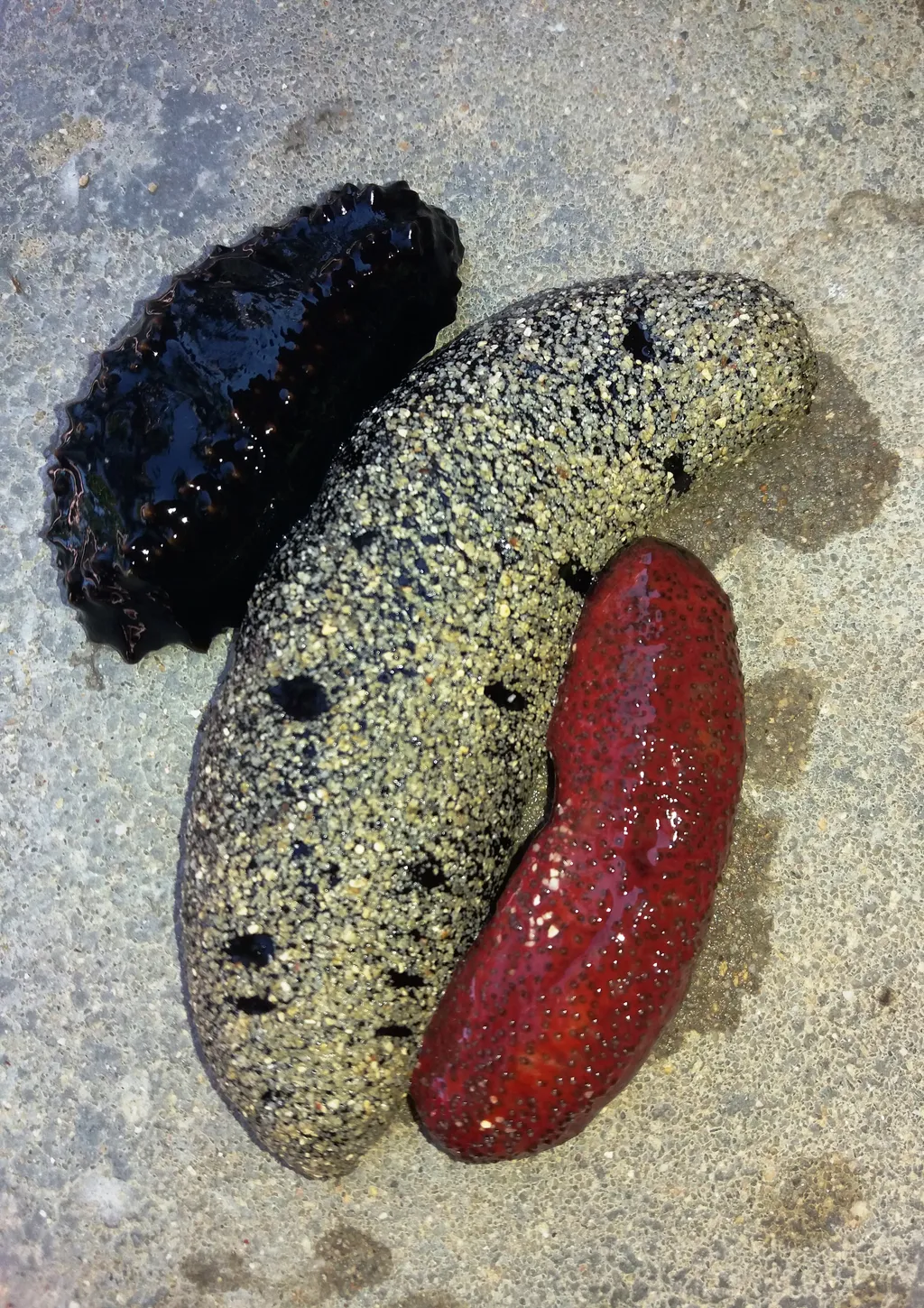 Sea Cucumber - Diving & Observation Notes