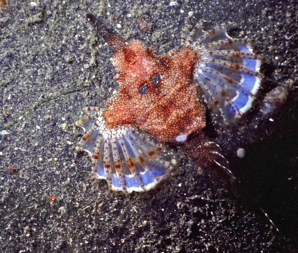 Shortnose Sea Moth