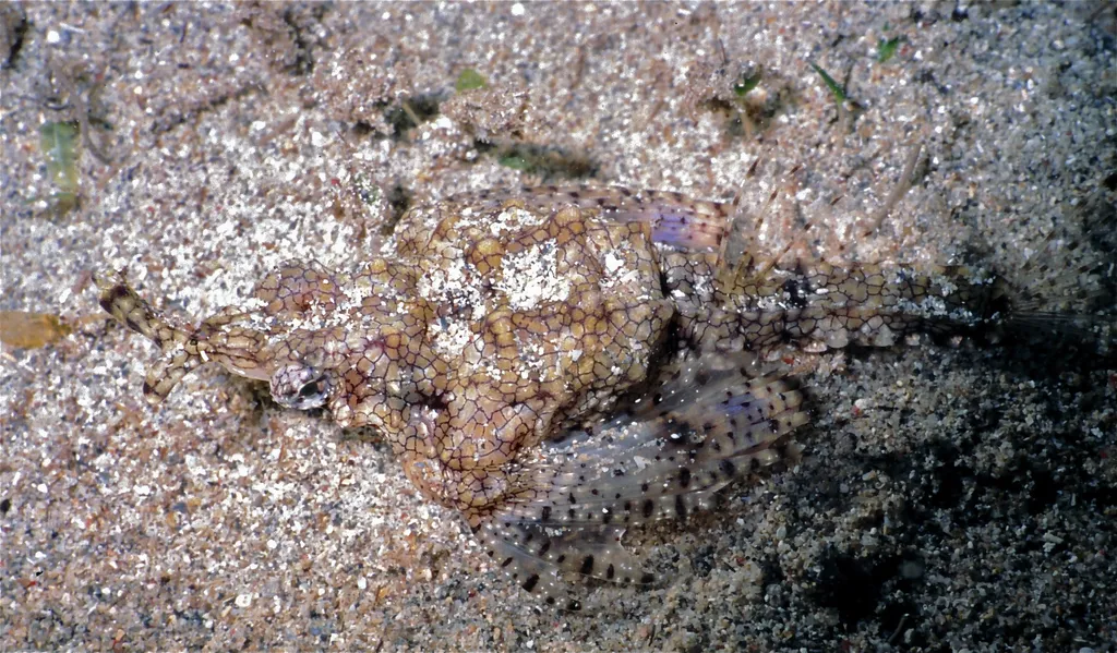 Shortnose Sea Moth - Identification Guide