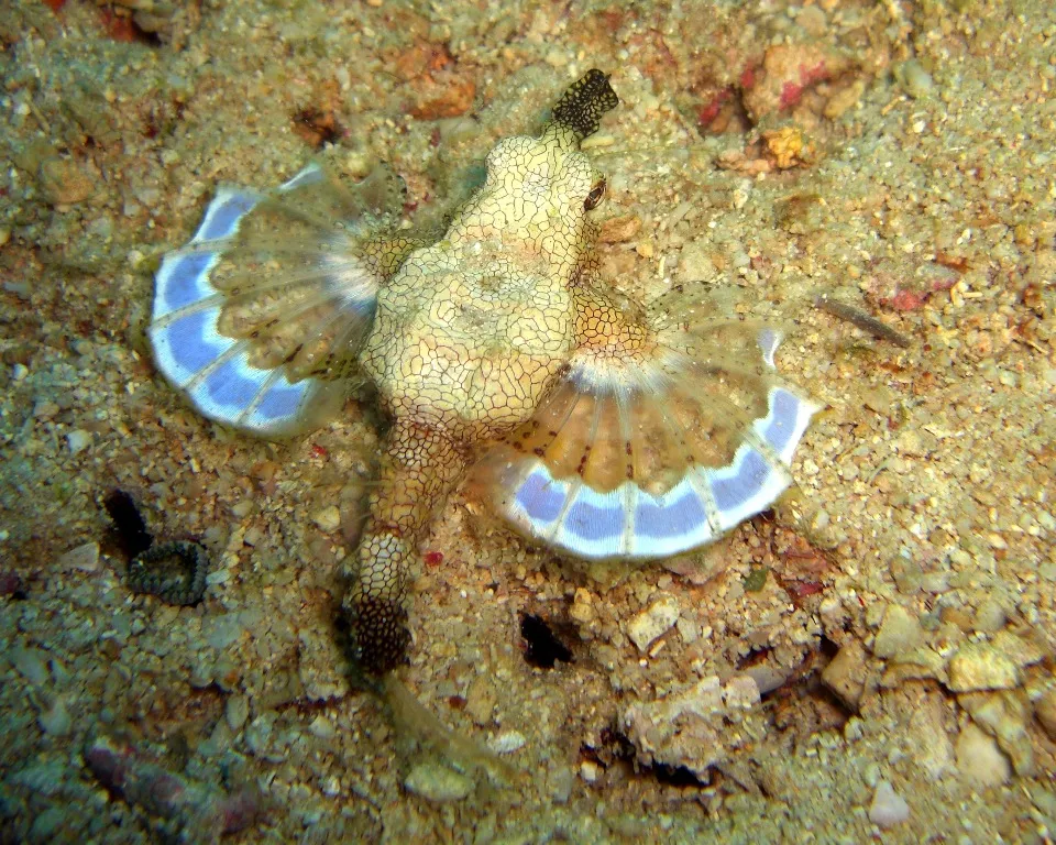 Shortnose Sea Moth - Top 10 Fun Facts about Shortnose Sea Moth