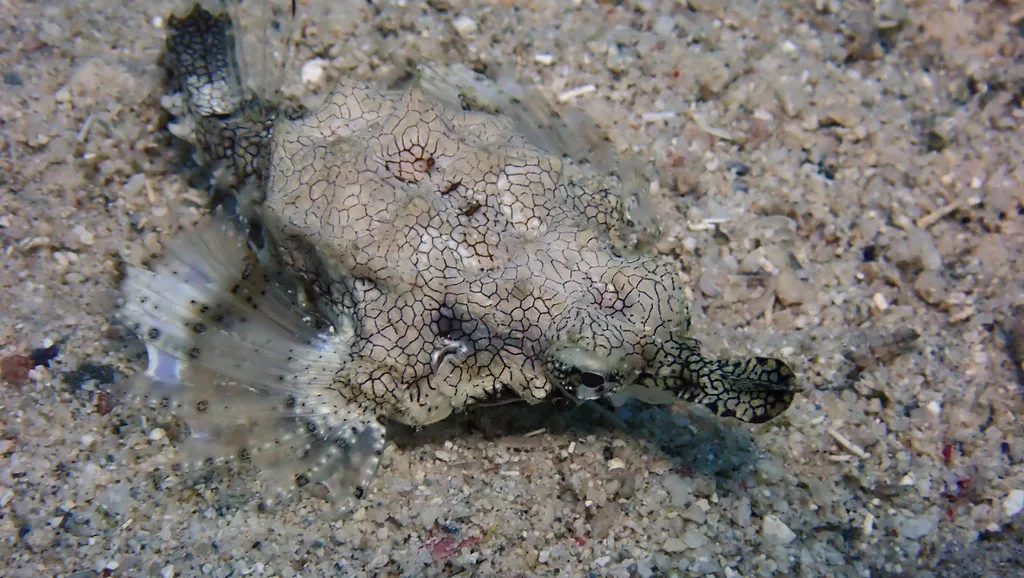 Shortnose Sea Moth - Diving & Observation Notes
