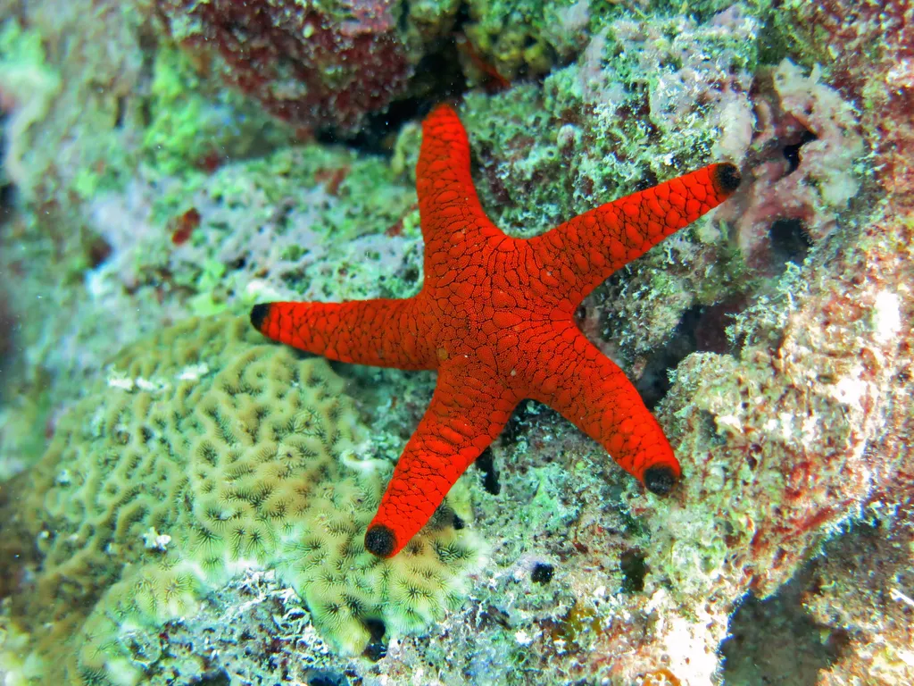 Sea Star - Identification Guide