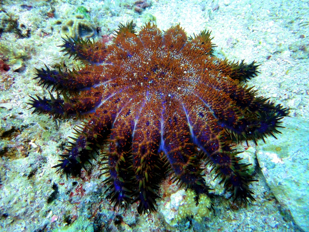 Sea Star - Top 10 Fun Facts about Sea Star