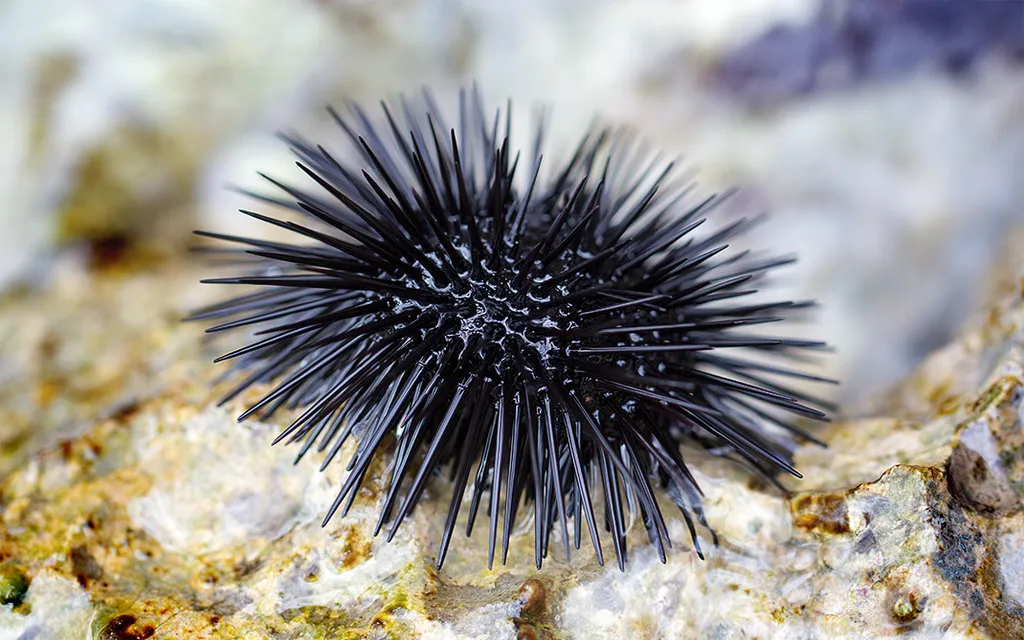 Sea Urchin - Top 10 Fun Facts about Sea Urchin