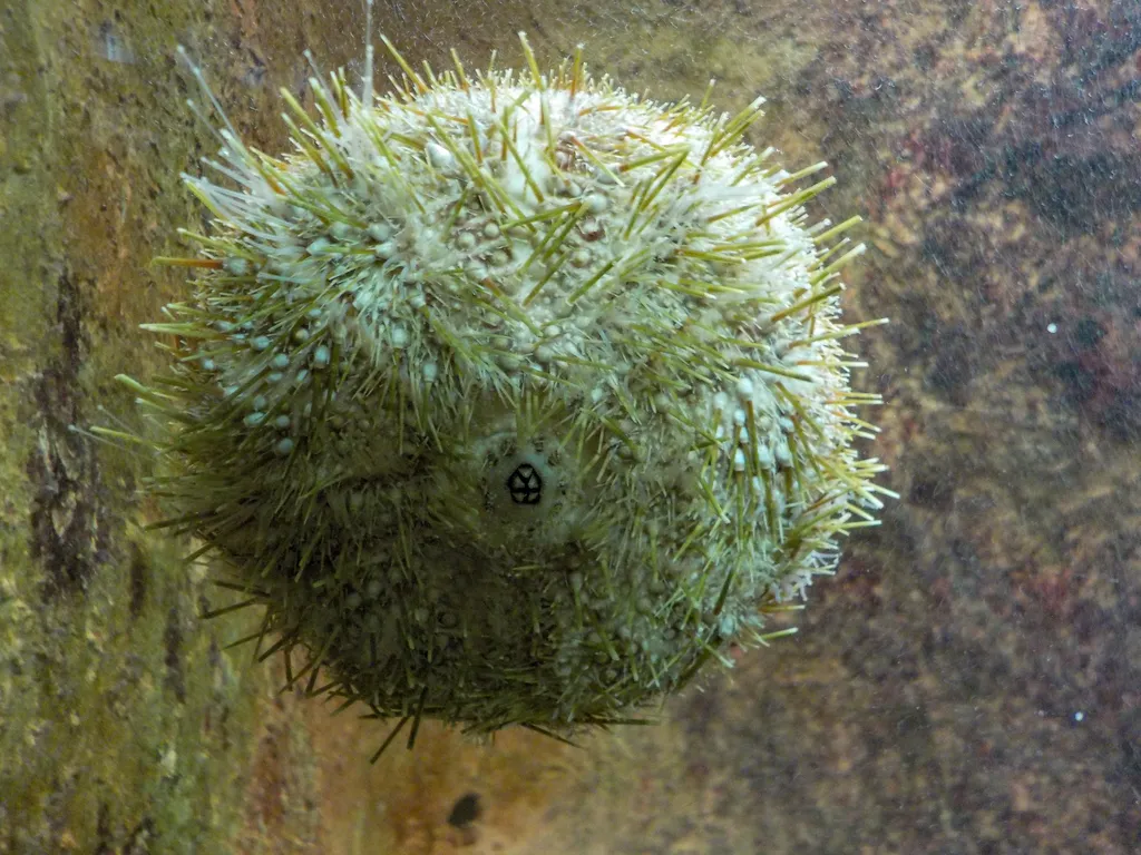 Sea Urchin - Diving & Observation Notes
