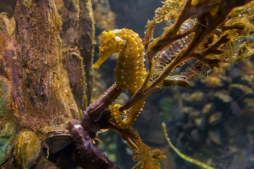 Seahorse - Identification Guide