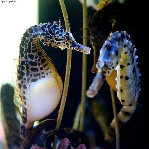 Seahorse - Top 10 Fun Facts about Seahorse