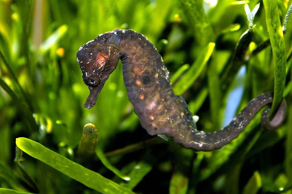 Seahorse - Diving & Observation Notes