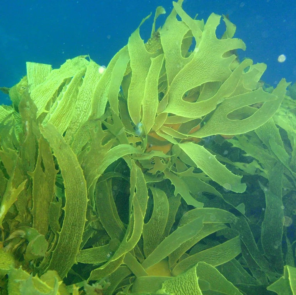 海藻 - 海藻的十大有趣事实