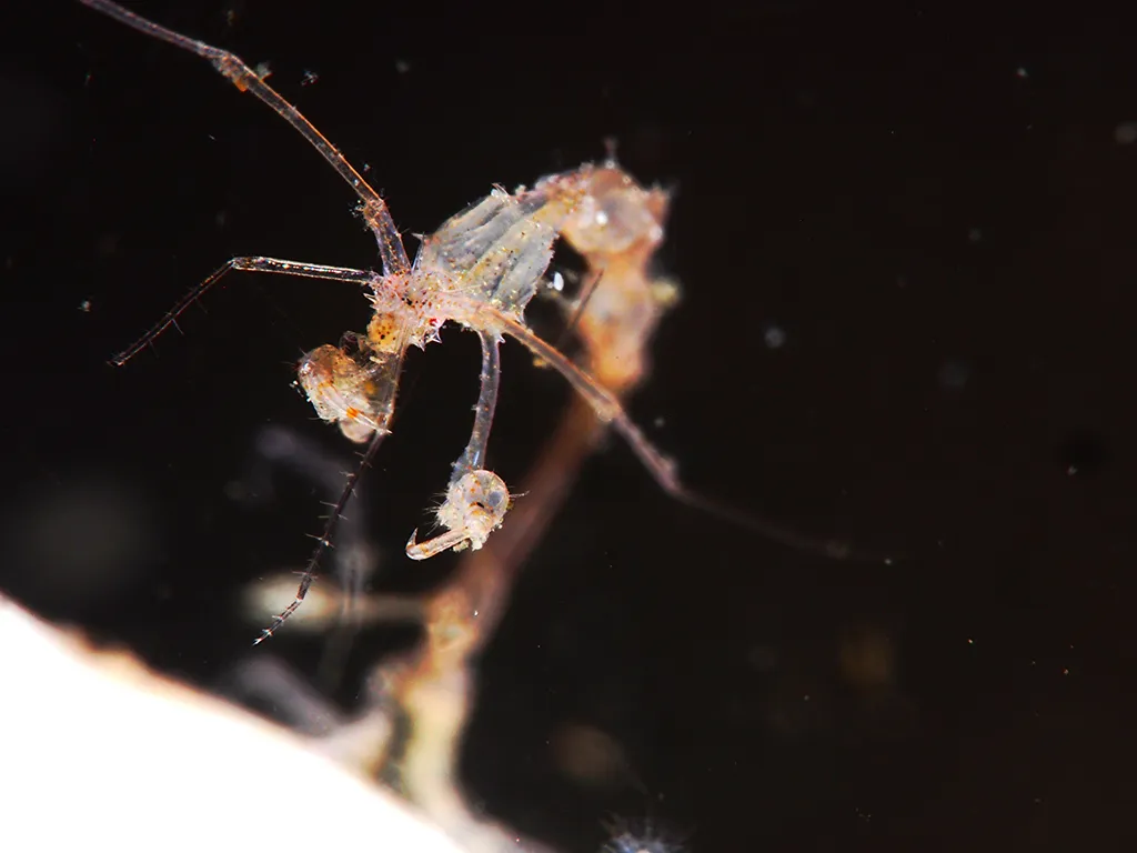 骷髅虾 - 识别指南