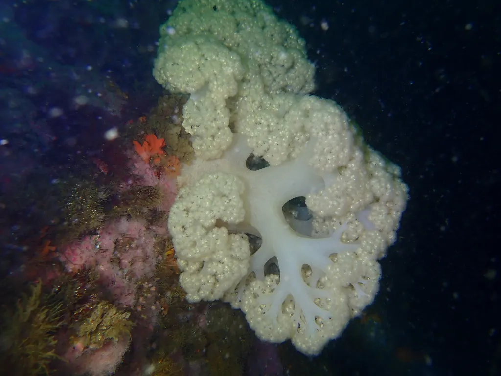 Soft Coral - Identification Guide