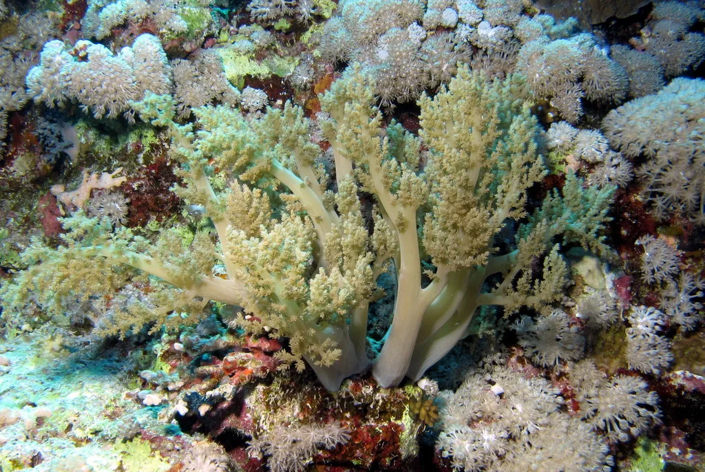 Soft Coral - Top 10 Fun Facts about Soft Coral