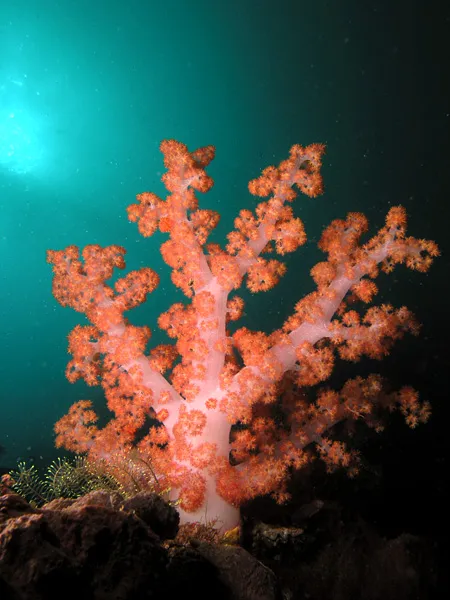 Soft Coral - Diving & Observation Notes