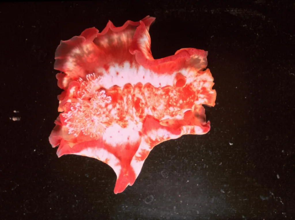 Spanish Dancer