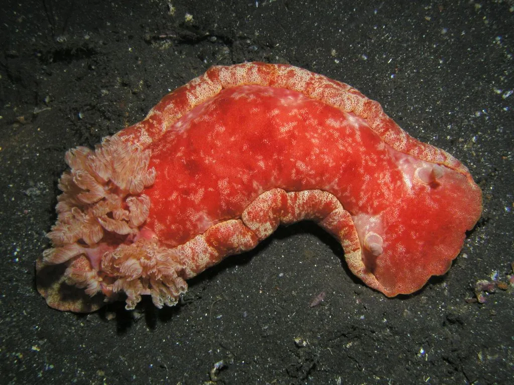 Spanish Dancer - Identification Guide