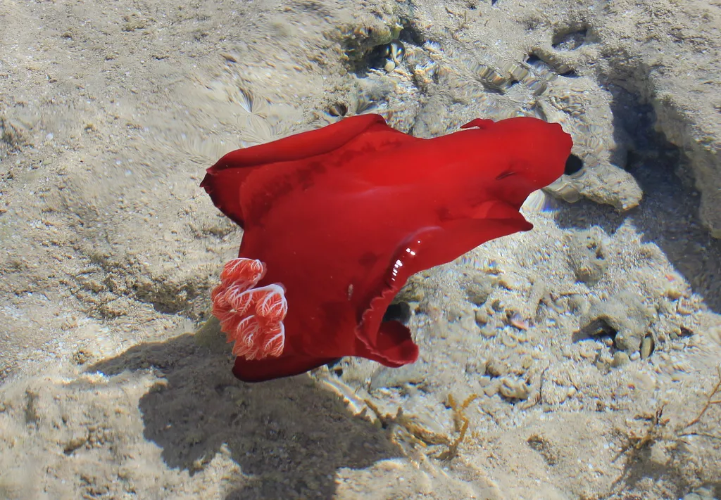 Spanish Dancer - Top 10 Fun Facts about Spanish Dancer