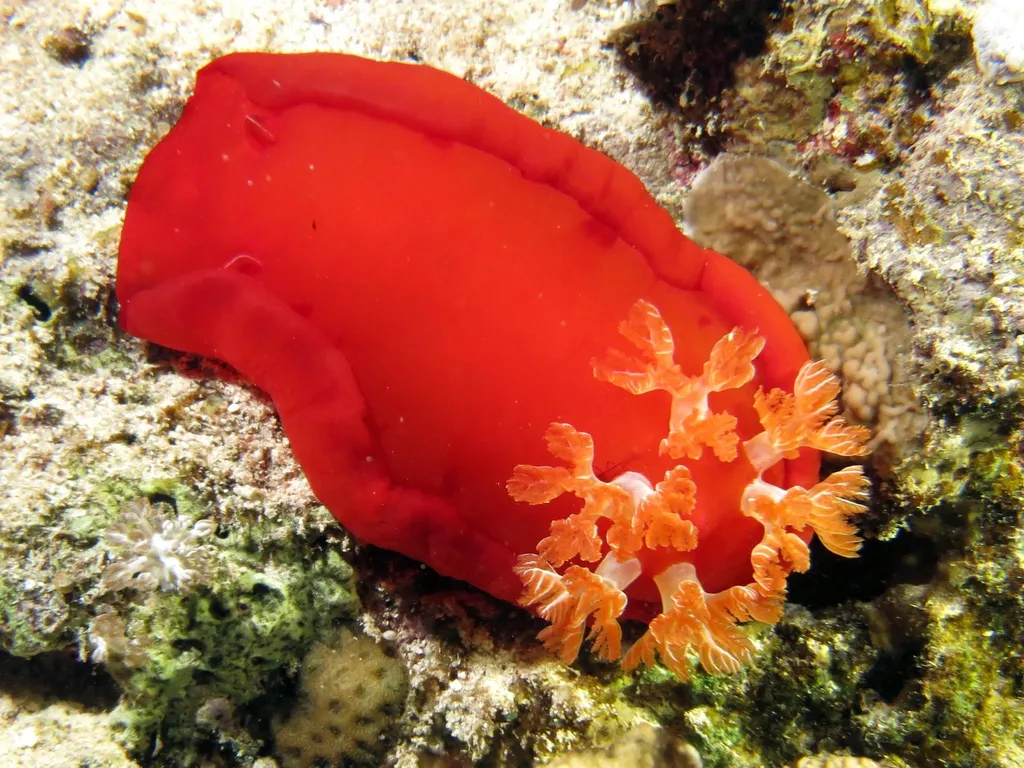Spanish Dancer - Diving & Observation Notes
