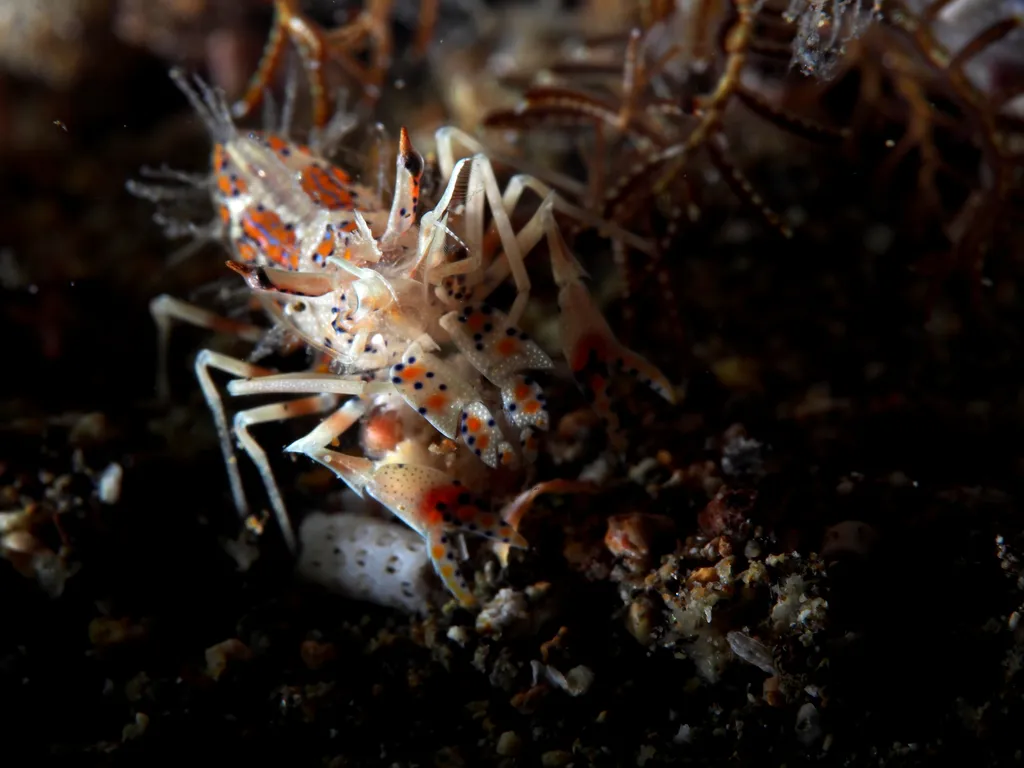 Spiny Tiger Shrimp