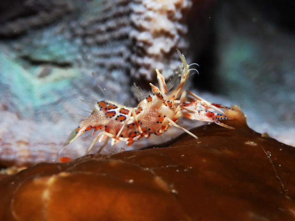 Spiny Tiger Shrimp - Identification Guide