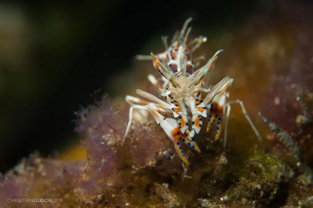 Spiny Tiger Shrimp - Top 10 Fun Facts about Spiny Tiger Shrimp