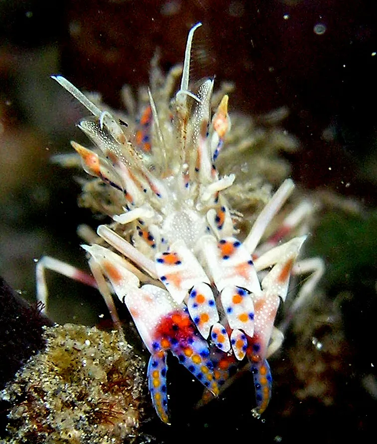 Spiny Tiger Shrimp - Diving & Observation Notes