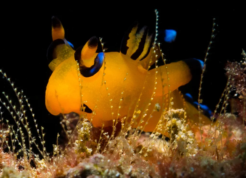Pikachu Sea Slug
