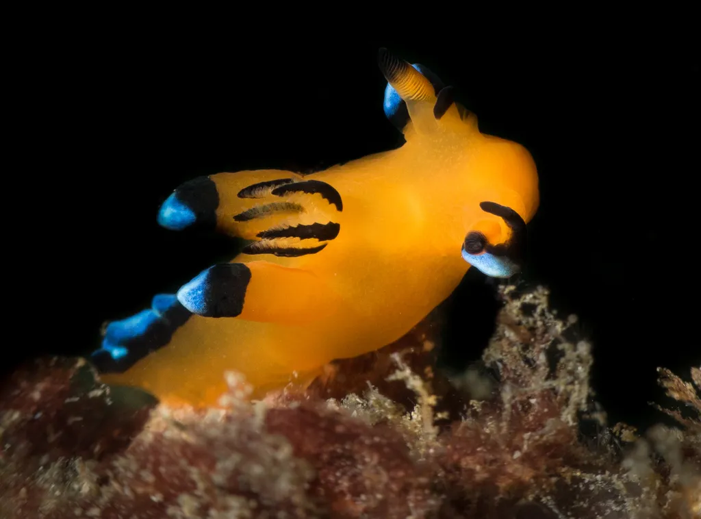 Pikachu Sea Slug - Identification Guide