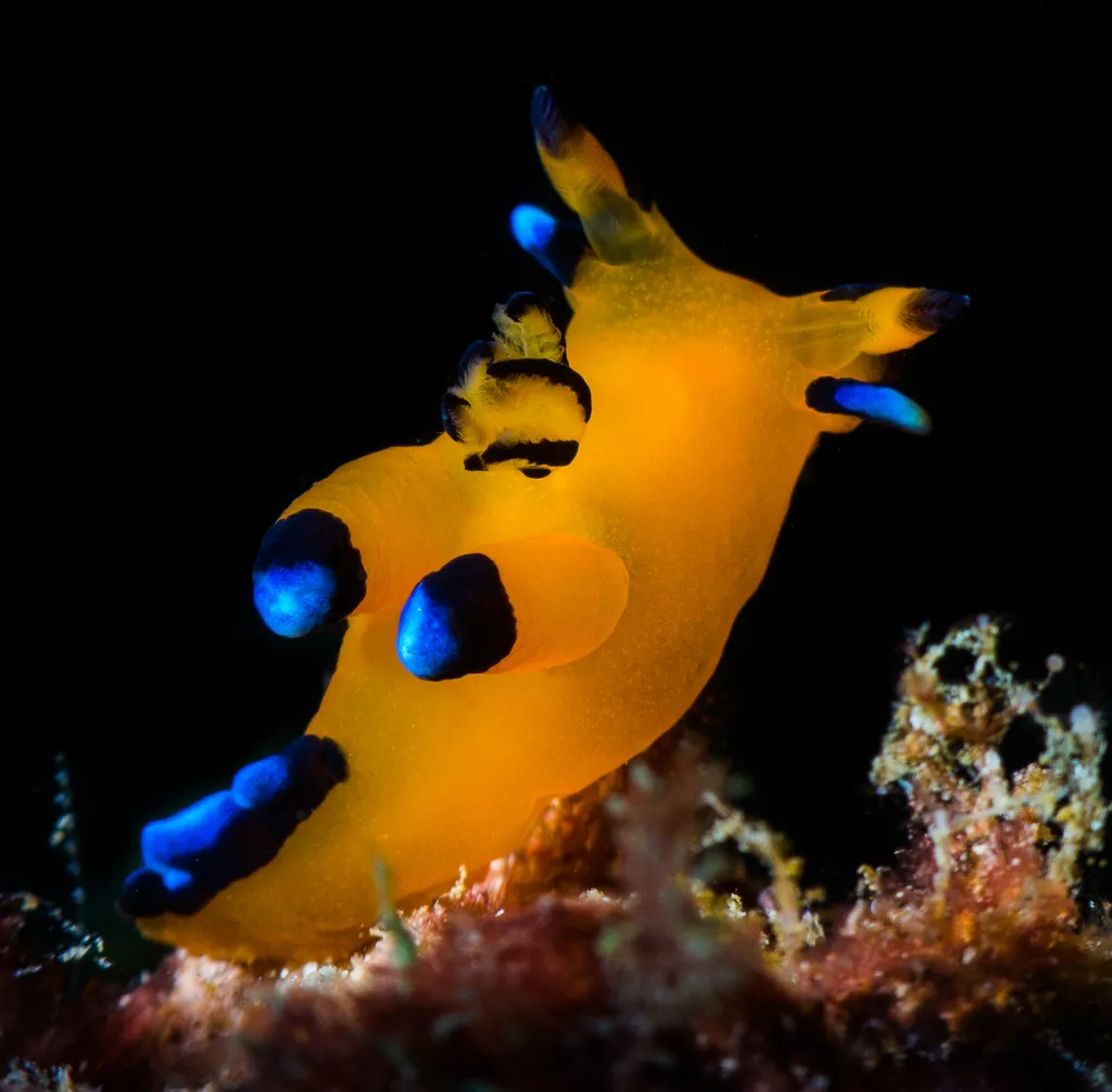 Pikachu Sea Slug - Top 10 Fun Facts about Pikachu Sea Slug