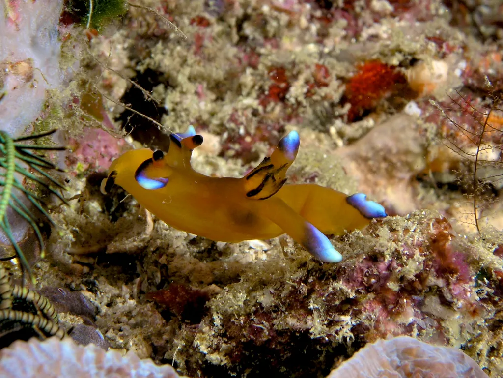 Pikachu Sea Slug - Diving & Observation Notes