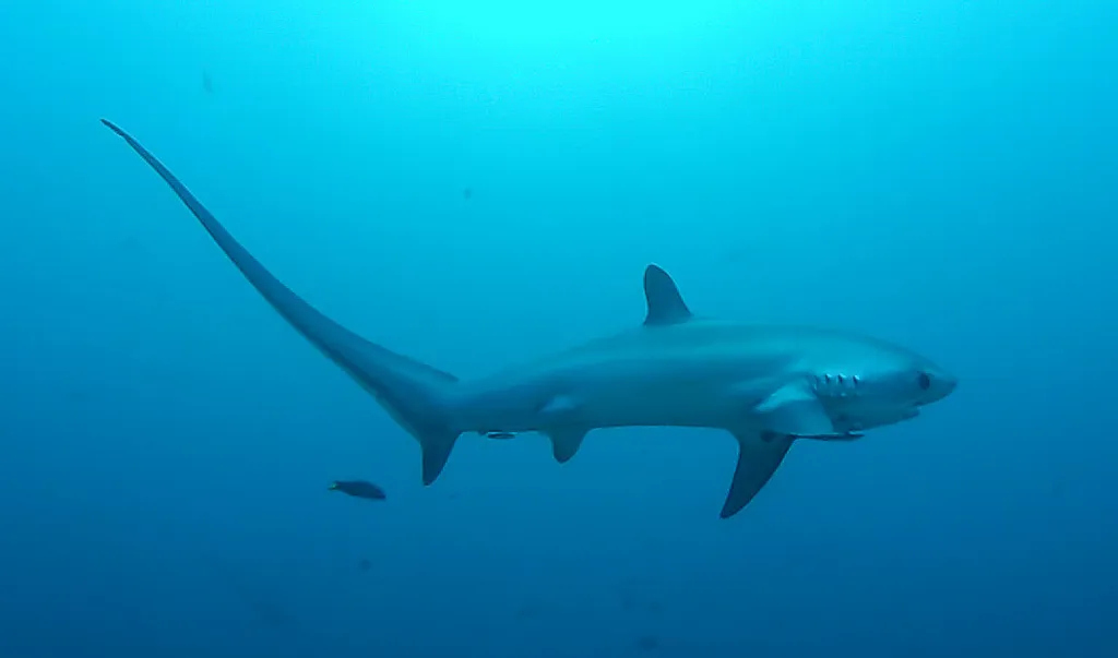长尾鲨 - 潜水观察笔记