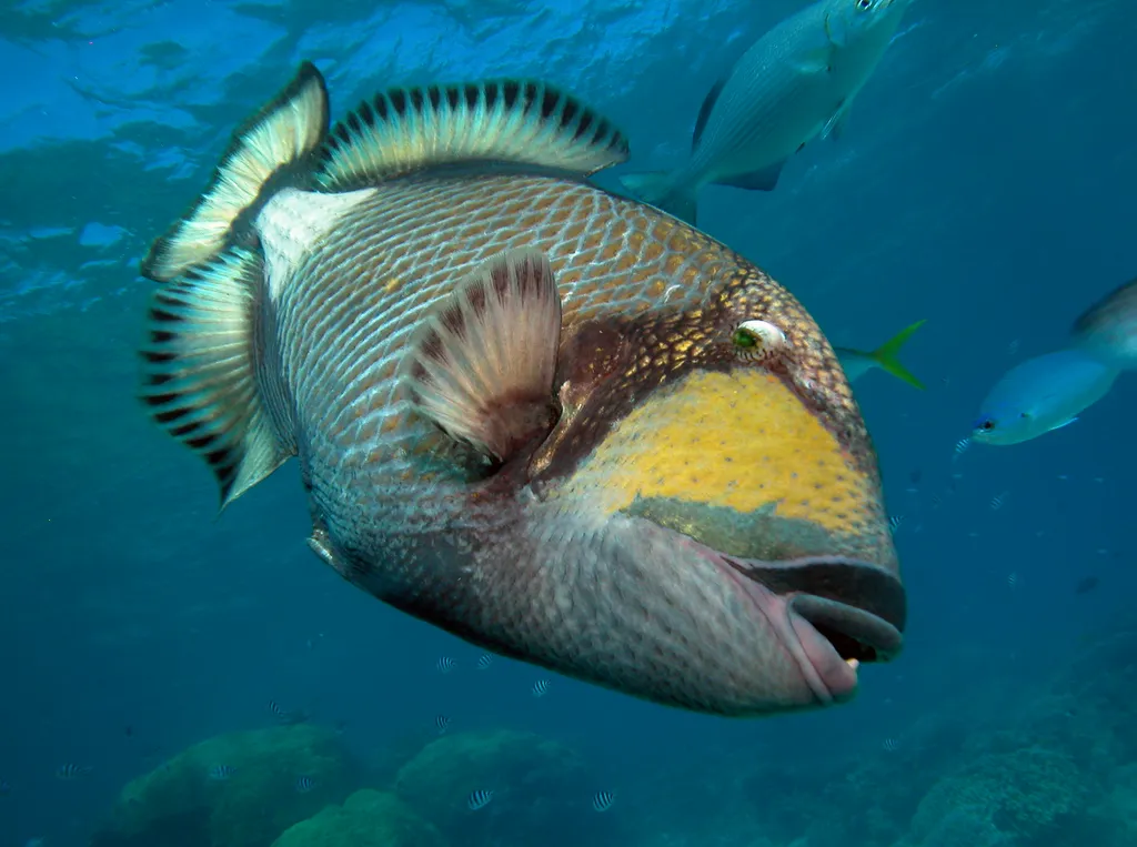 Triggerfish