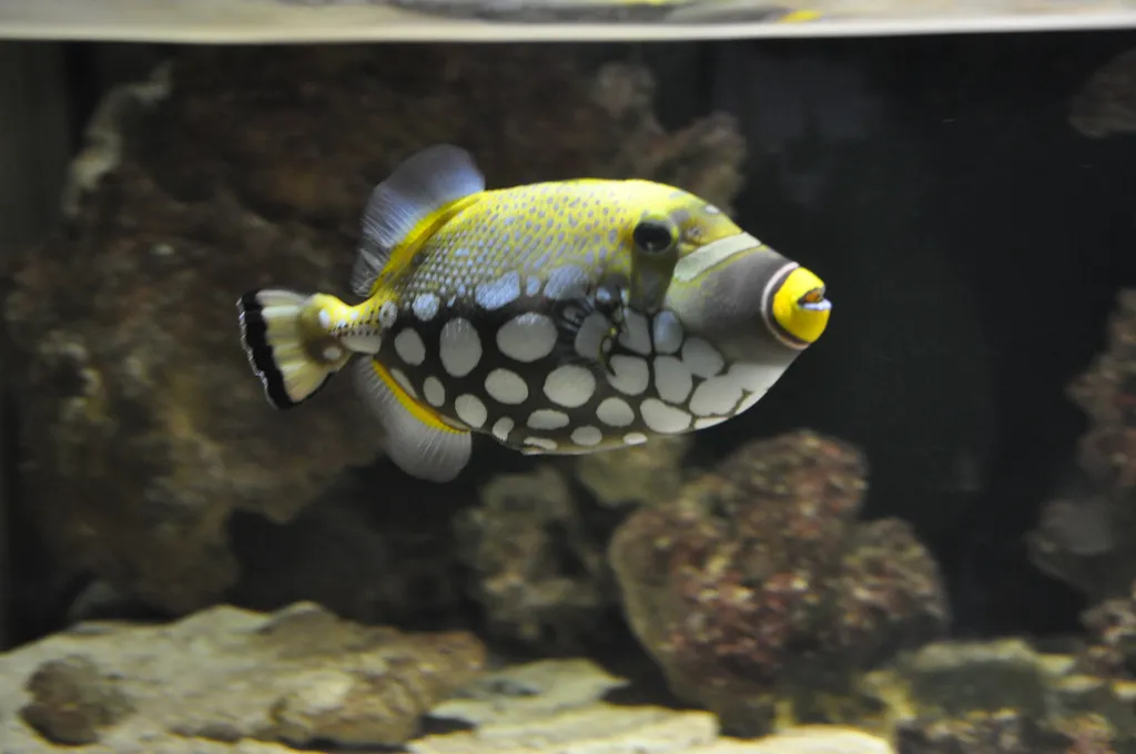Triggerfish - Identification Guide