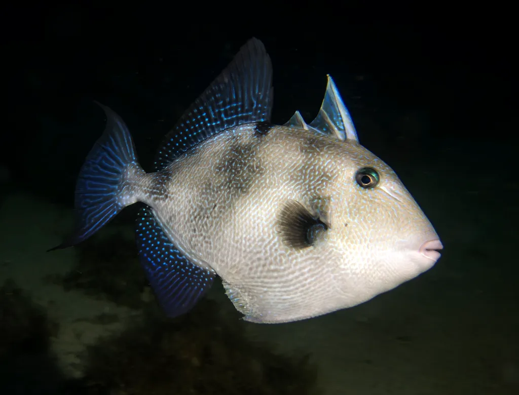 Triggerfish - Top 10 Fun Facts about Triggerfish