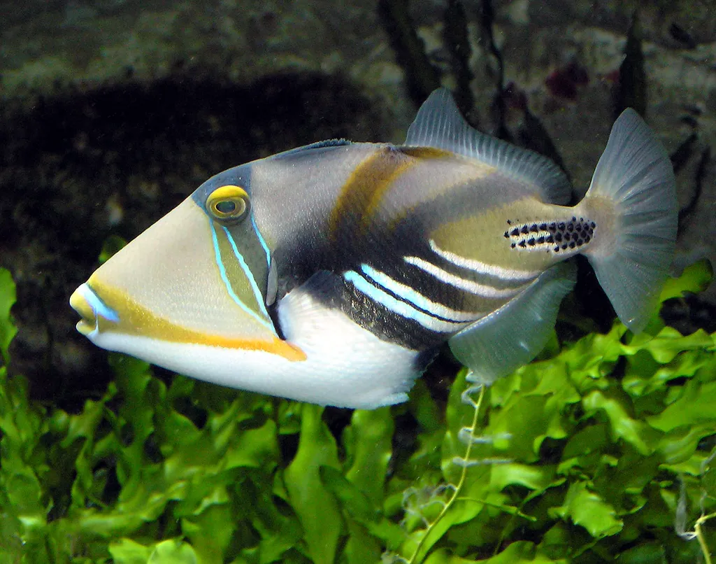 Triggerfish - Diving & Observation Notes