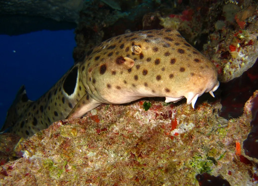 Walking Shark - Diving & Observation Notes