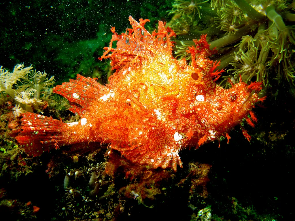 Weedy Scorpionfish(Rhinopias) - Identification Guide