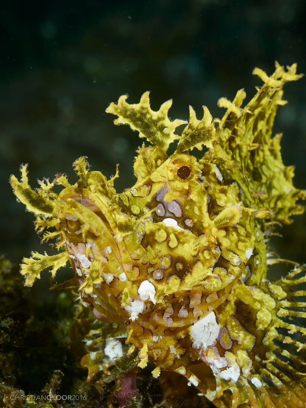 Weedy Scorpionfish(Rhinopias) - Top 10 Fun Facts about Weedy Scorpionfish(Rhinopias)
