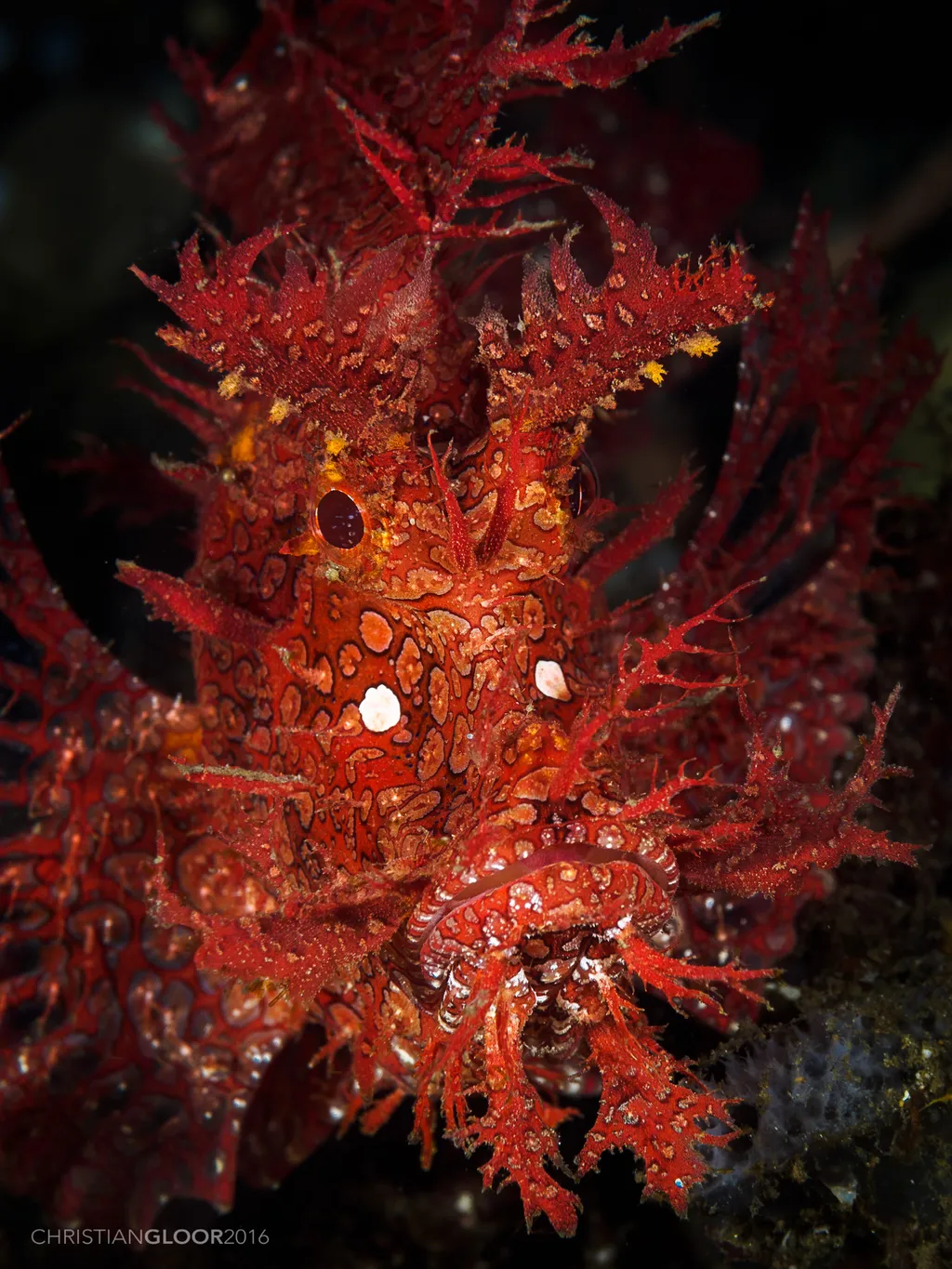 Weedy Scorpionfish(Rhinopias) - Diving & Observation Notes