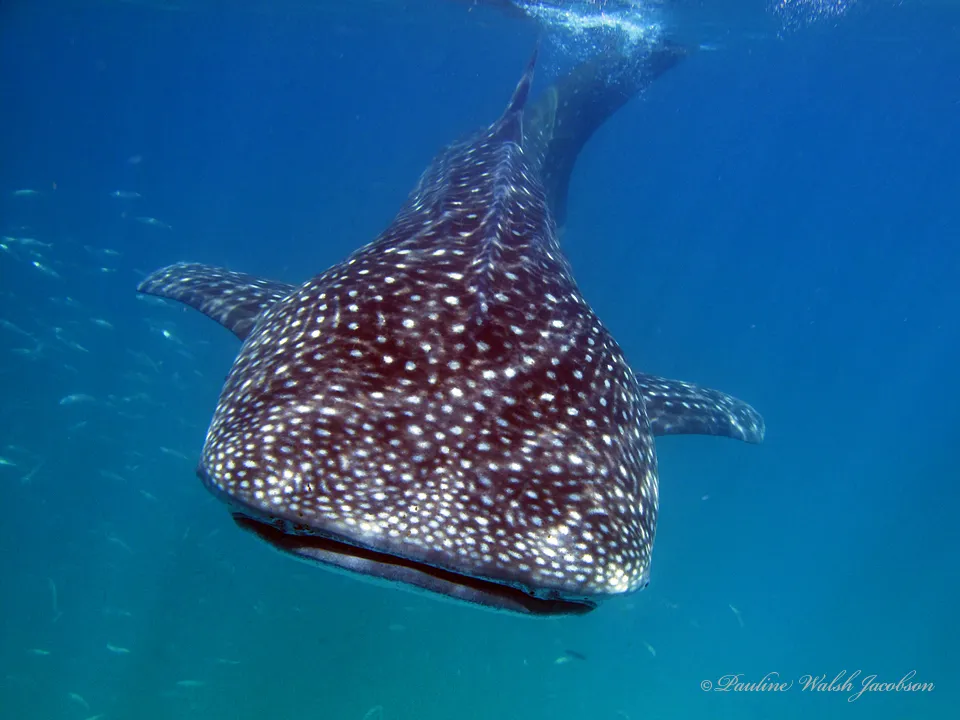 鲸鲨 - 鲸鲨的十大有趣事实