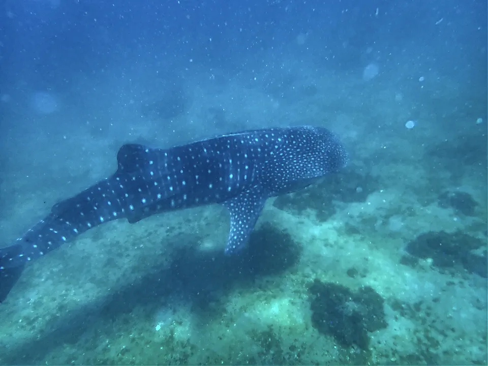 鲸鲨 - 潜水观察笔记