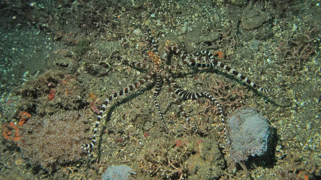 Wunderpus Octopus