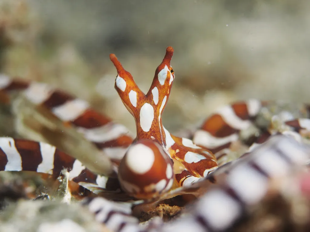 Wunderpus Octopus - Identification Guide
