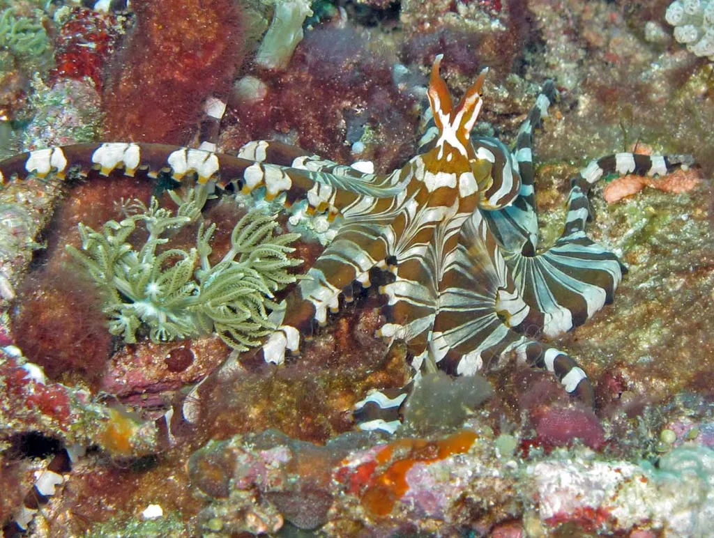 Wunderpus Octopus - Top 10 Fun Facts about Wunderpus Octopus