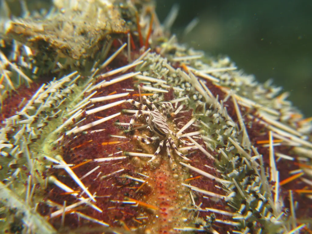 Zebra Crab