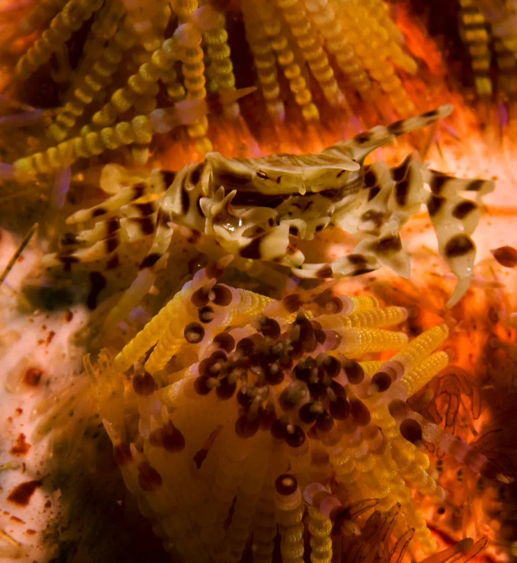 Zebra Crab - Identification Guide