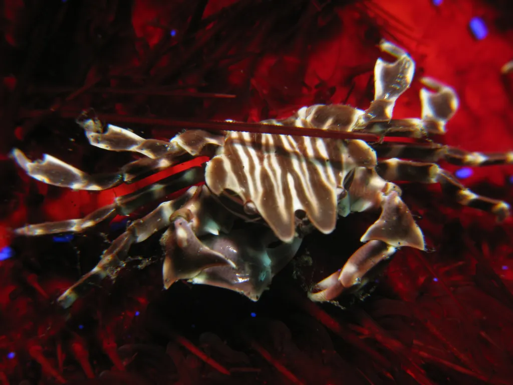 Zebra Crab - Top 10 Fun Facts about Zebra Crab